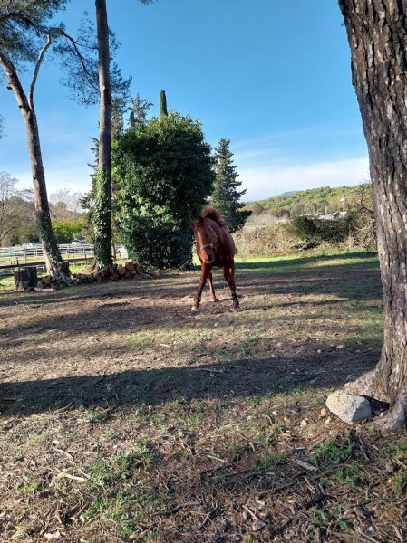 Les chevaux de Margaux - photo 3