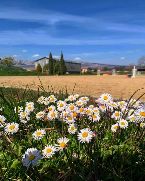 ECURIE DE CAMERON - photo 1