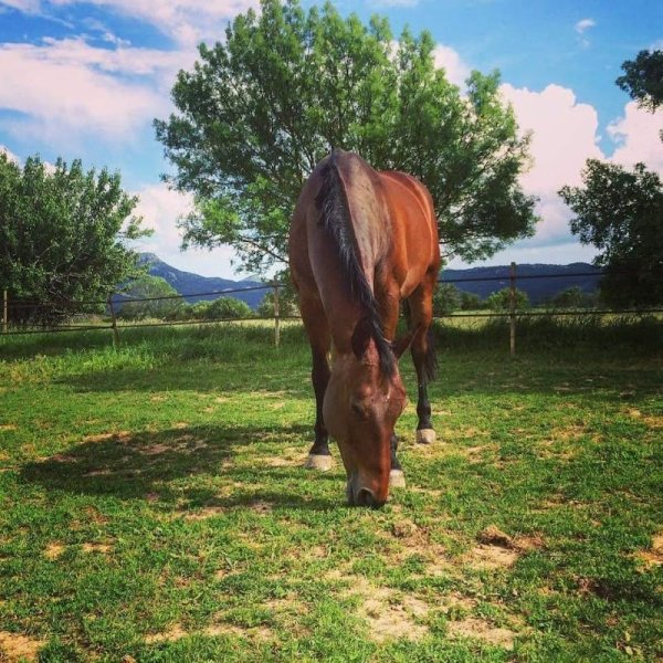 ECURIE DE CAMERON - photo 2