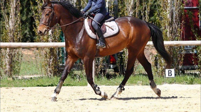 Haras de Pion Para - photo 1