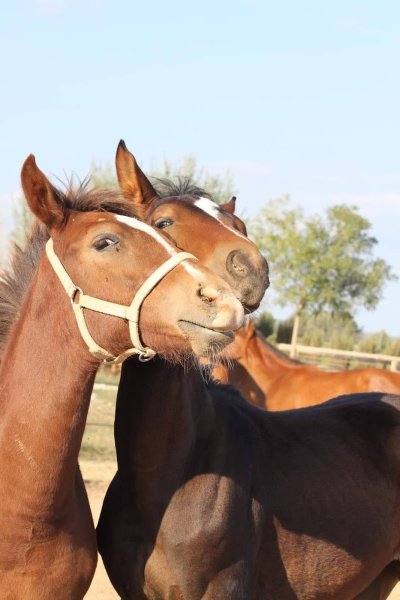 Haras de Pion Para - photo 3