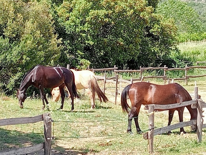 Ecurie de collombe - photo 1