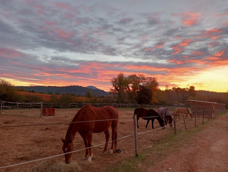 Ecurie de collombe - photo 2