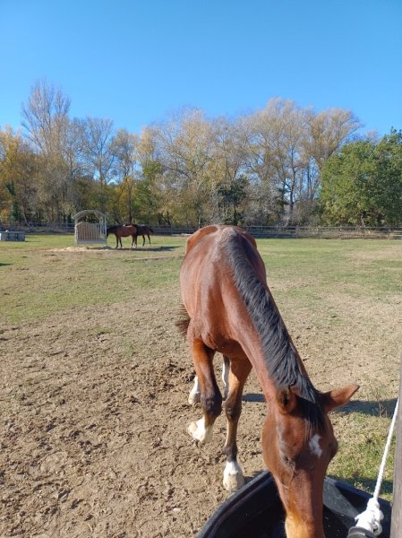 Les écuries de la gardette - photo 3