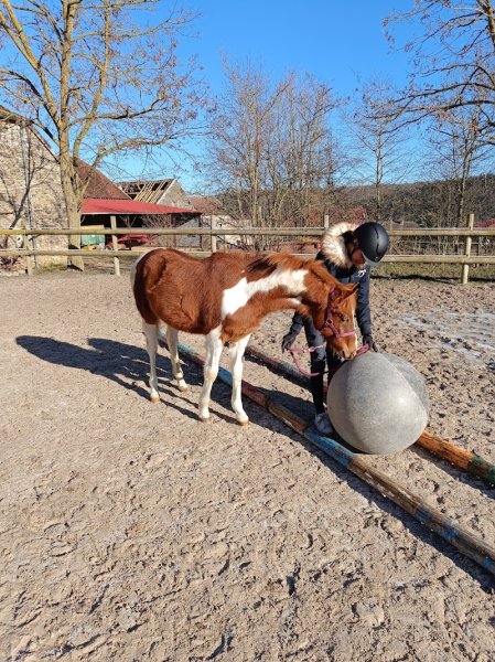 Centre équestre Saint Julien - photo 2