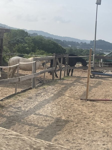 Haras du p'tit bonheur - photo 3