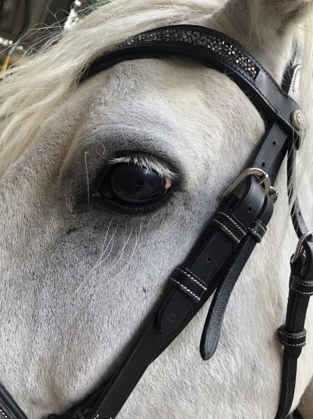 Ecurie de Pers - photo 2