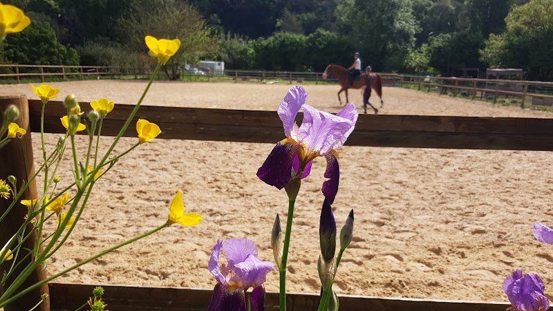 Cheval Roy - photo 2