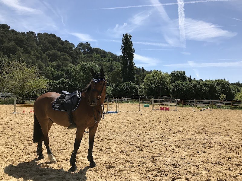 Cheval Roy - photo 3