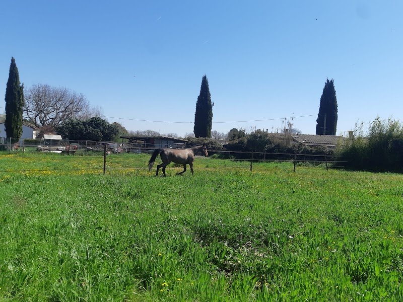 EDEN HORSE - photo 1