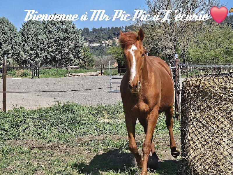 EDEN HORSE - photo 3