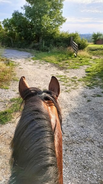 Ecuries Mons équitation - photo 3