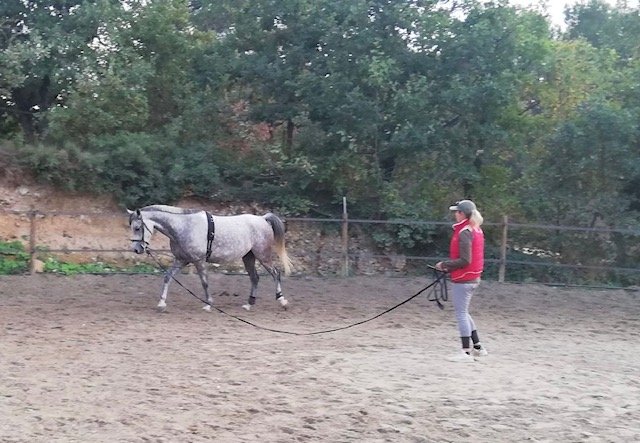 Écurie Stéphanie Arnal (Fontbelle) - Meyrargues - photo 3