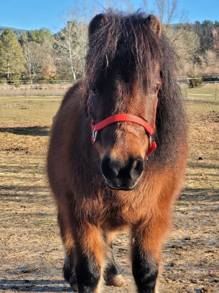 Balade Poney var - photo 3