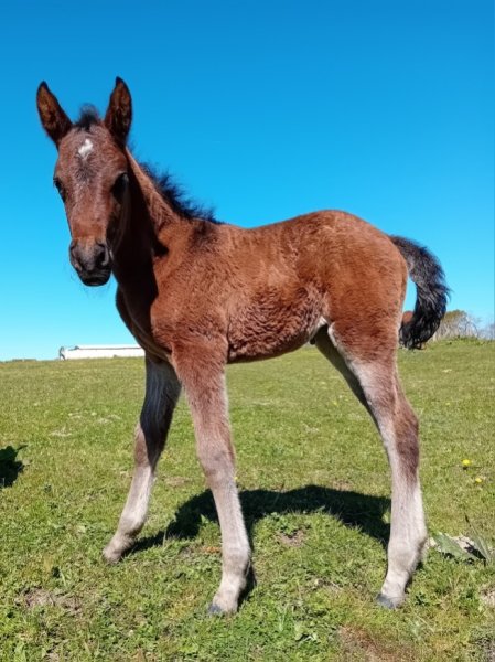 Écurie Fox - photo 2