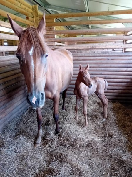 Écurie Fox - photo 3
