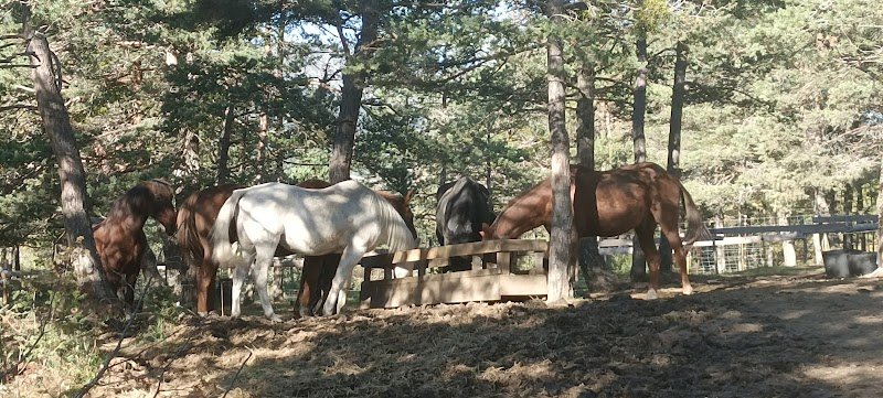 Le Cheval Sans Fers Sans Mors avec Virginie Hulin - photo 2