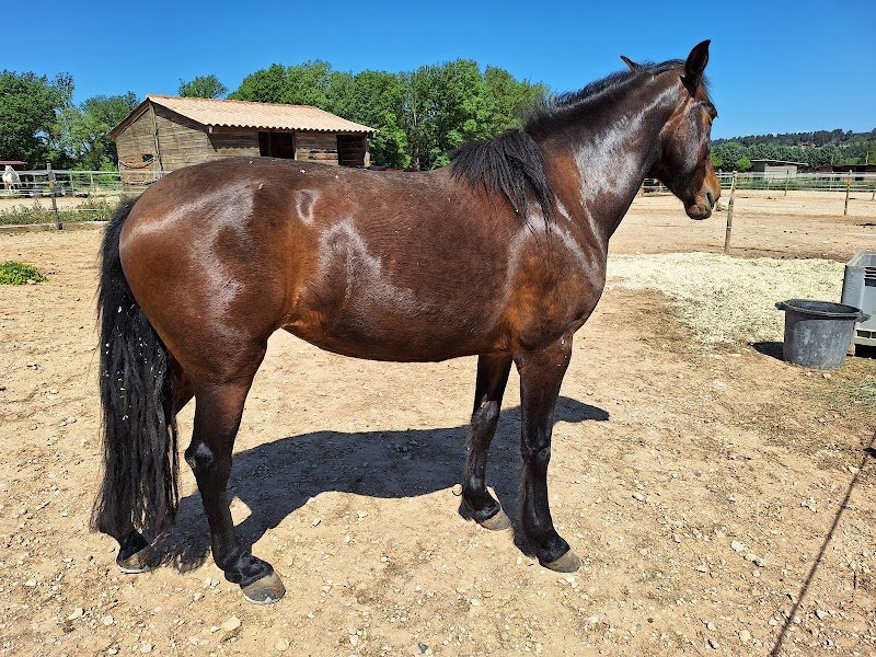 Haras de l'Olympe ( ouvert ) - photo 1