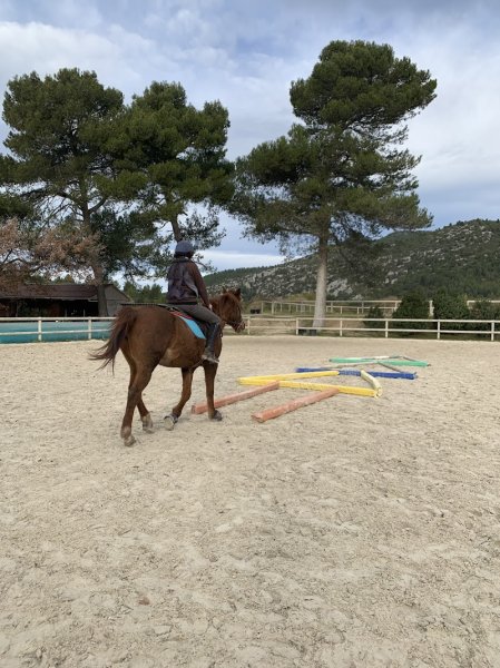 Ecuries du Lion d'Or - photo 3