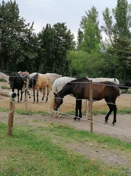 Les Ecuries de la Yourte - photo 2