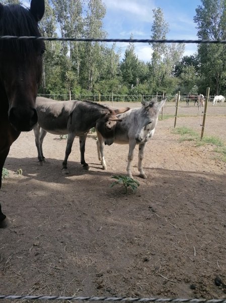 Les Ecuries de la Yourte - photo 3