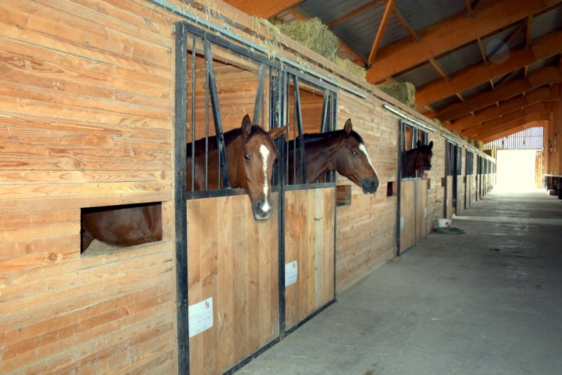 Pension pour chevaux - Ecuries de la Grange Blanche - photo 2