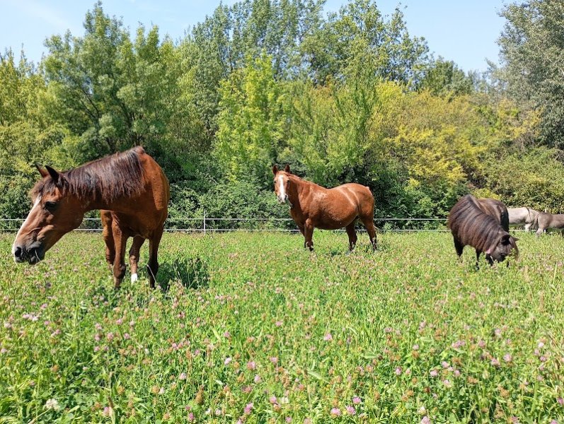 Pension Equestre Domaine De Tayolle - photo 2
