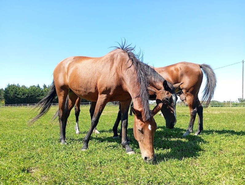 Pension Equestre Domaine De Tayolle - photo 3