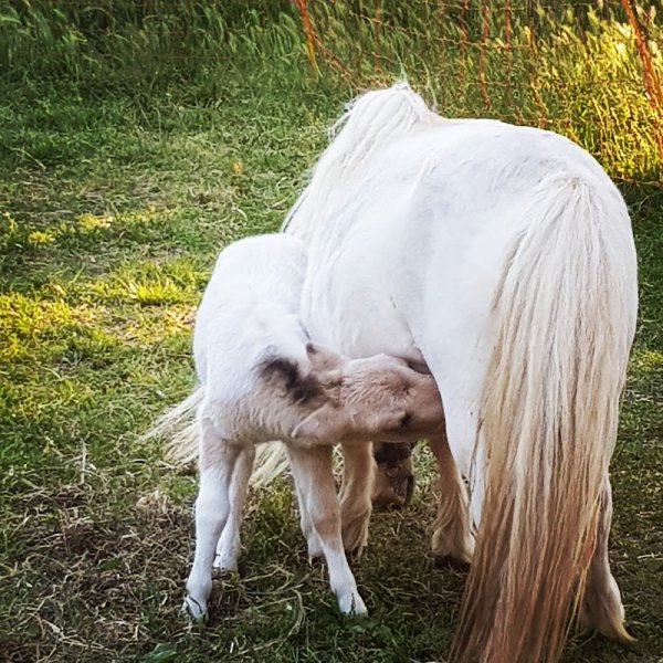 Écurie Toscareva - photo 1