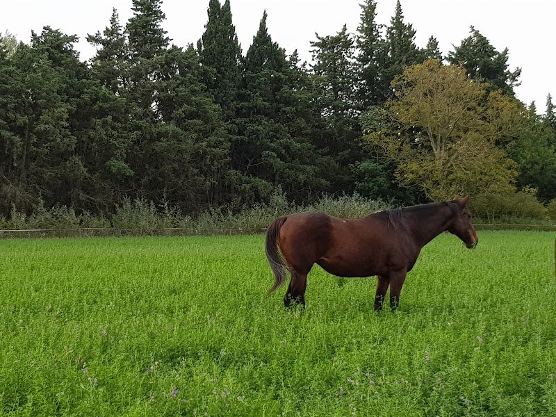 Écurie Toscareva - photo 2