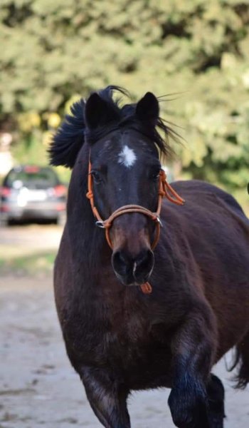 Écurie Toscareva - photo 3