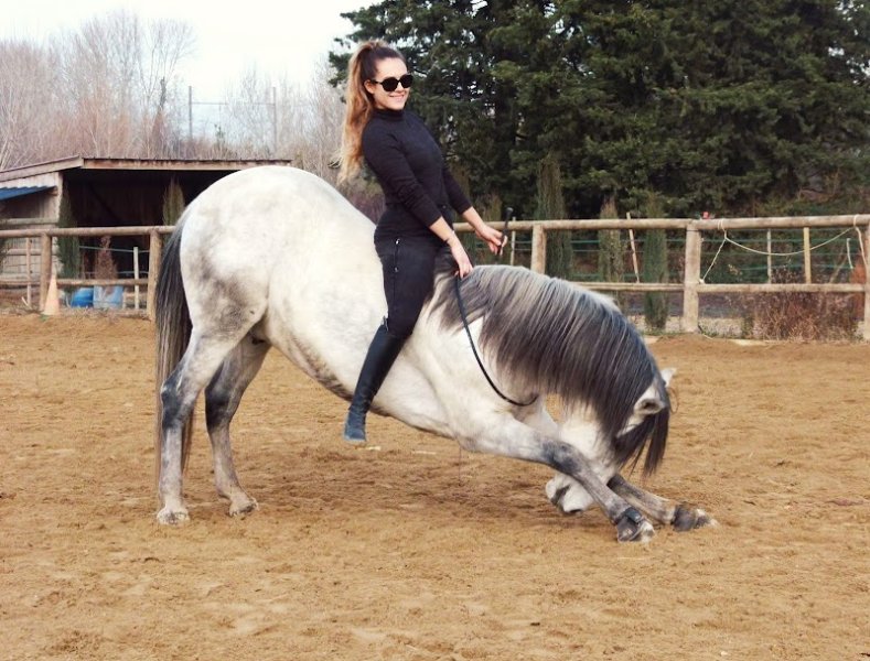 Les Écuries du Cheval d'Argent
