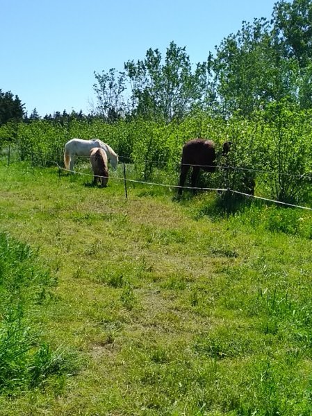 Les Écuries du Cheval d'Argent - photo 3
