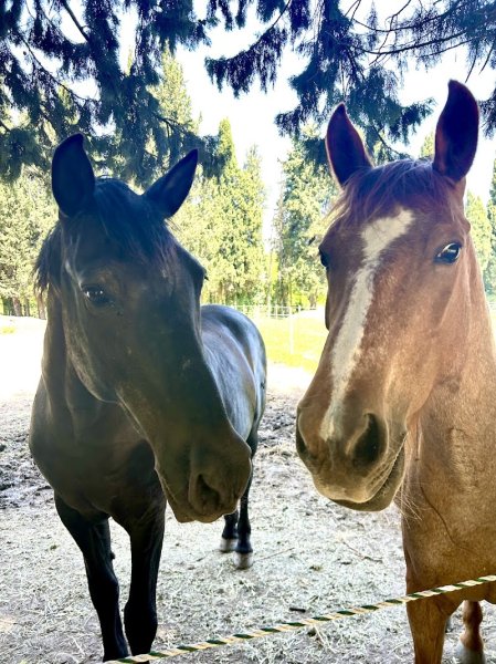 Les écuries du jardinier