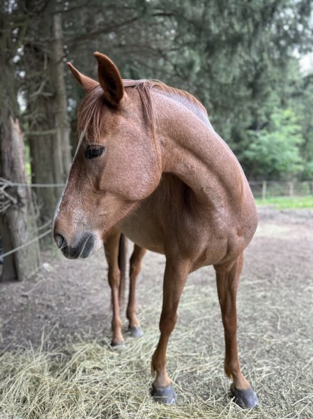 Les écuries du jardinier - photo 2
