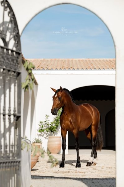 Écurie Mélanie BAYLE - Barbentane - photo 1