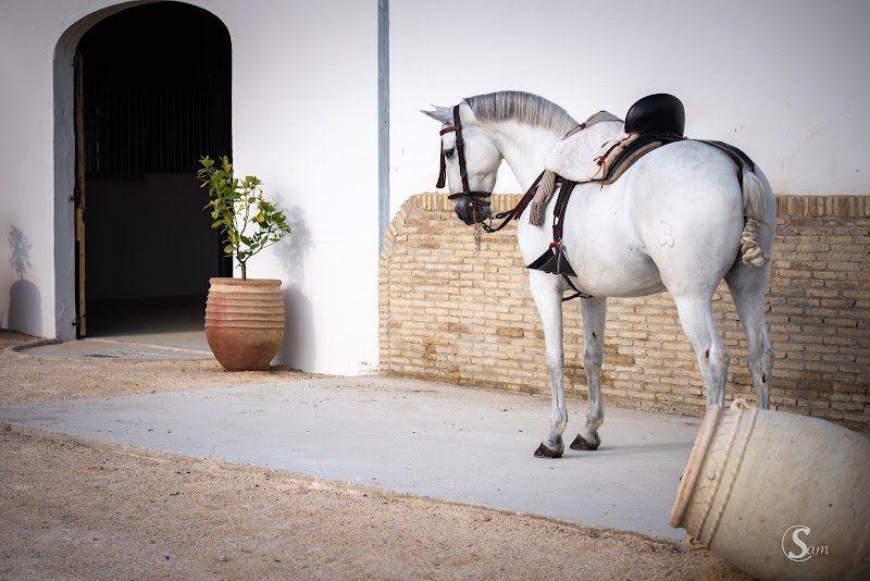 Écurie Mélanie BAYLE - Barbentane - photo 2