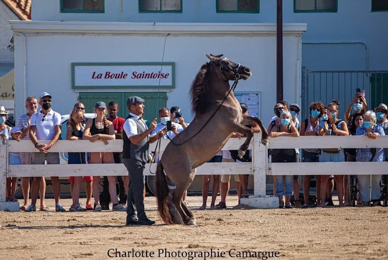 Horse & Fit - photo 3