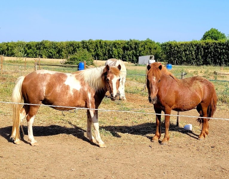 Ecurie L'Isle Aux Chevaux - photo 3