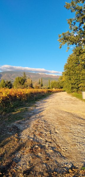 Pension pour chevaux - Ecuries de la Louvière - photo 3
