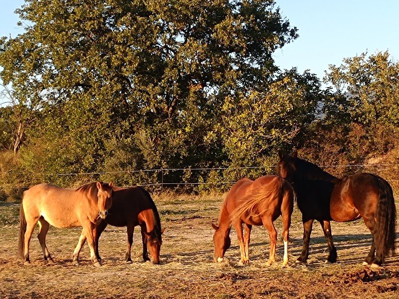 Laura AUBERT Ecurie Asinerie (Les Sabots du Limon) - photo 1