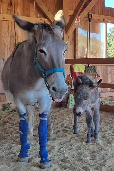 Laura AUBERT Ecurie Asinerie (Les Sabots du Limon) - photo 2