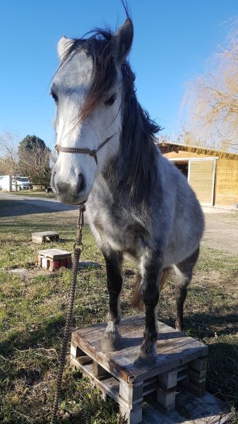 Ecurie yanenga - photo 2