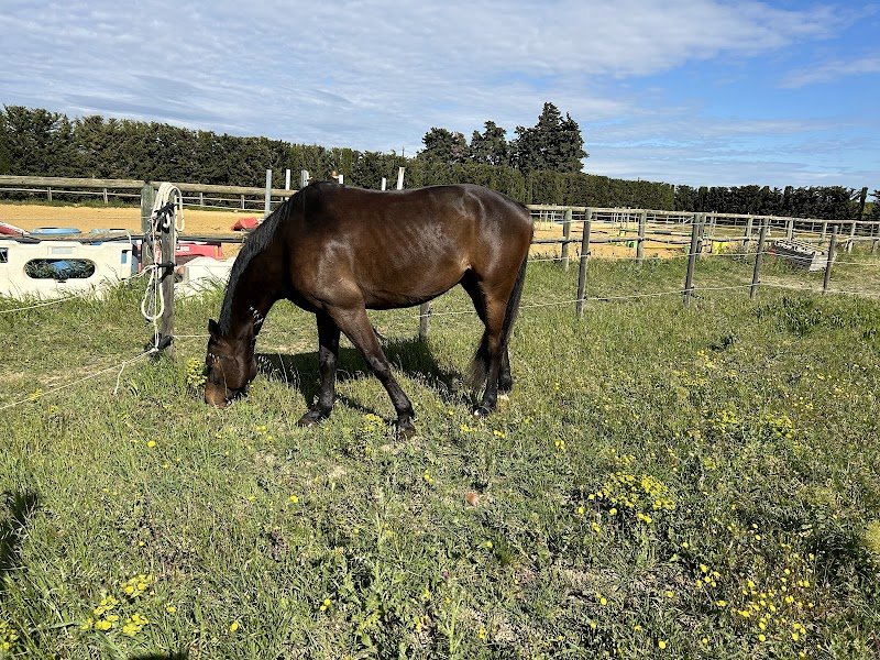 Les écuries Nicolas D - photo 3