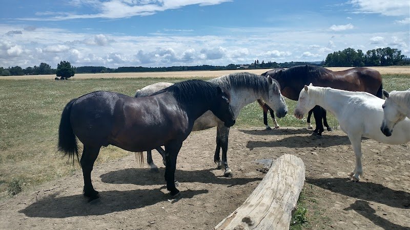 Les écuries de la plane - photo 2
