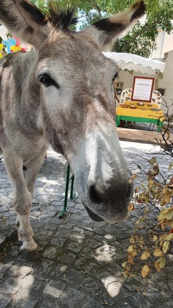 Les Écuries de Caderousse - photo 2