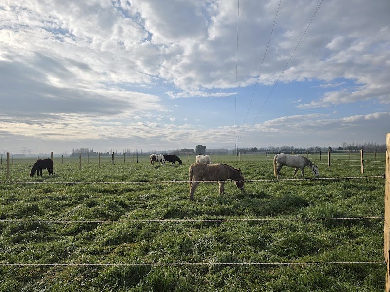 Les Belles Verdures | Gardiennage de chevaux, Pensions chevaux, balades à poney, débourrage chevaux, écuries