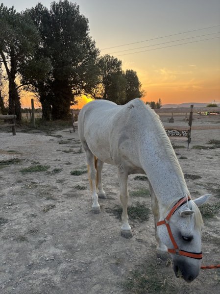 Les Belles Verdures | Gardiennage de chevaux, Pensions chevaux, balades à poney, débourrage chevaux, écuries - photo 2