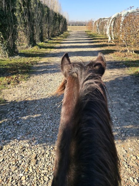 Les Belles Verdures | Gardiennage de chevaux, Pensions chevaux, balades à poney, débourrage chevaux, écuries - photo 3
