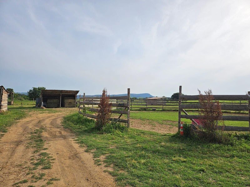 Ecurie de la perle Noire - photo 2